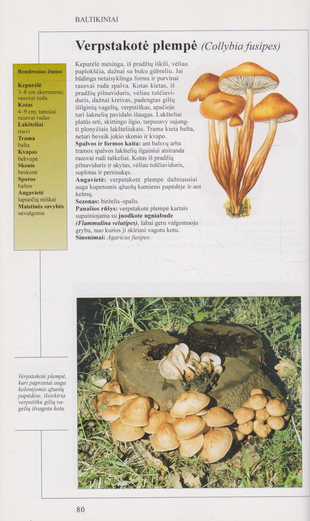 Grybai : išsamus grybų ir jų rinkimo žinynas