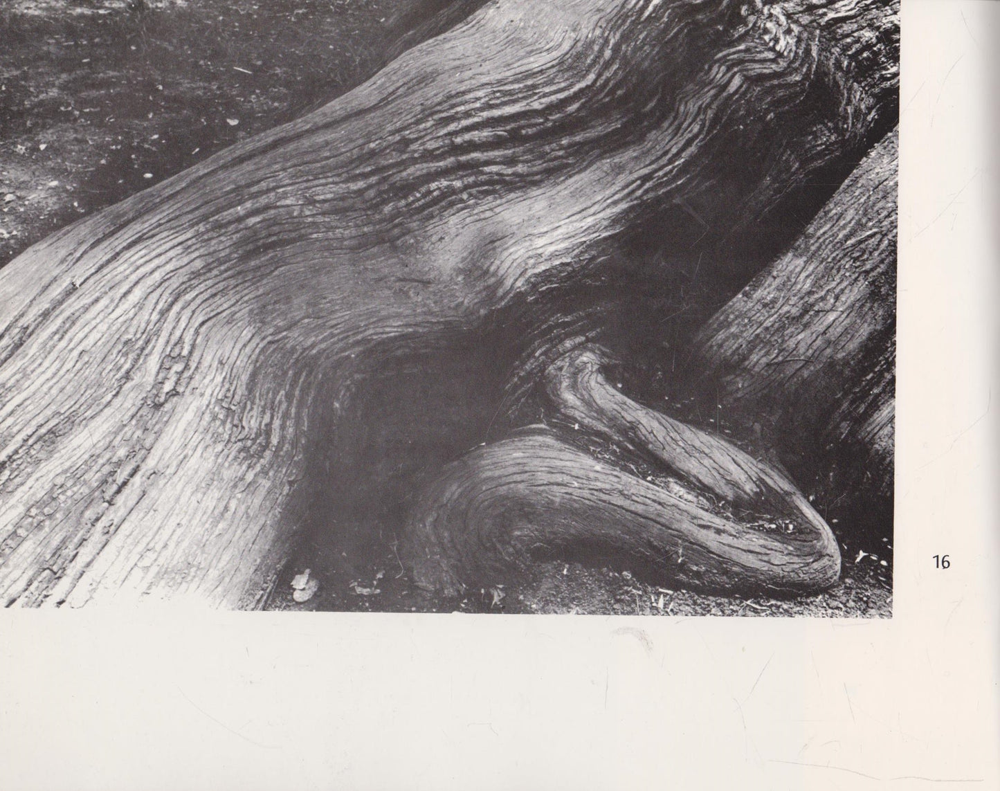 Algimantas Kezys - Trees