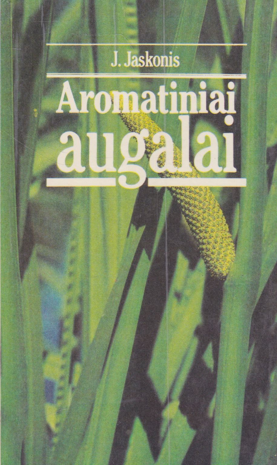 Jaskonis - Aromatiniai augalai