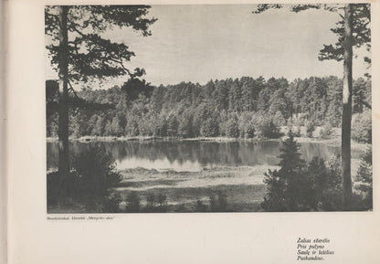 Dainava