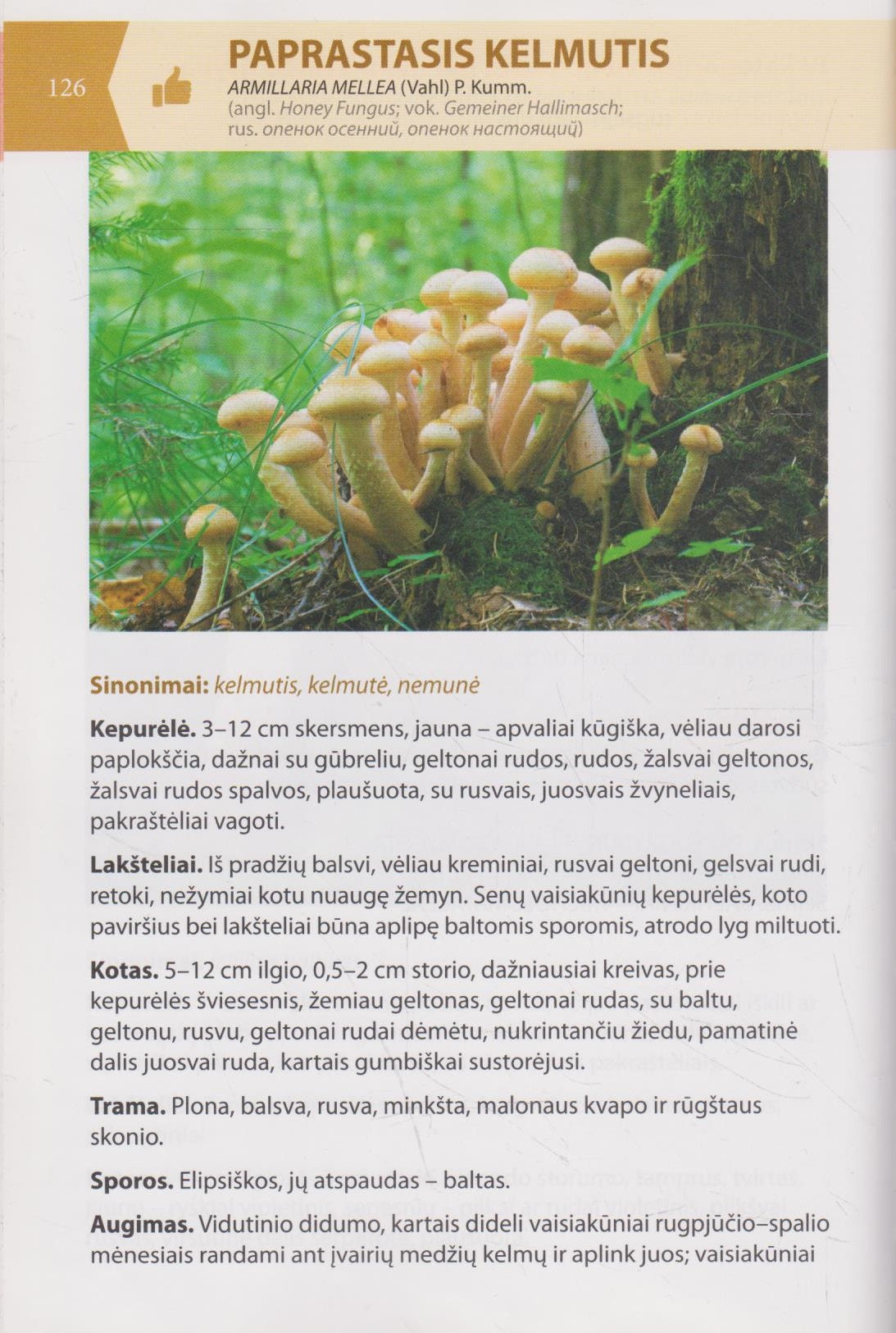 Valdas Sasnauskas - Lietuvos grybai (žr. būklę)