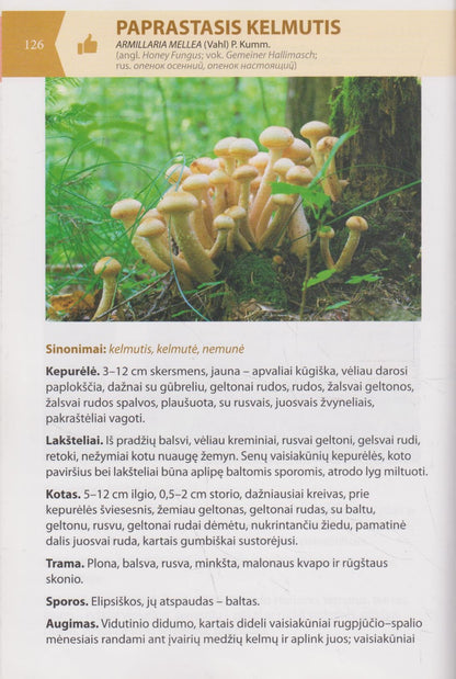 Valdas Sasnauskas - Lietuvos grybai (žr. būklę)