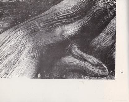 Algimantas Kezys - Trees